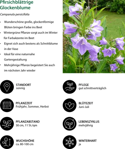 Dehner Staude Bio Stauden-Set Landhausgarten, 12 insektenfreundliche Pflanzen für Ihren Garten - Erleben Sie ein Blütenmeer mit 12 mehrjährigen Stauden im Bio Stauden-Set Landhausgarten. Ideal für sonnige Standorte, sorgt dieses Set für einen lebendigen Garten und unterstützt gleichzeitig die Bienenpopulation.