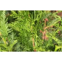 Thuja plicata 'Atrovirens' 60-80 cm - Robuster Riesen-Lebensbaum - Heckenpflanze mit dichtem, winterhartem Laub, ideal für Sichtschutz und Windschutz. Pflegeleicht, schnittverträglich, Höhe 60-80 cm.