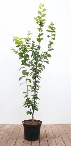 Hainbuche Carpinus betulus 'Lucas'