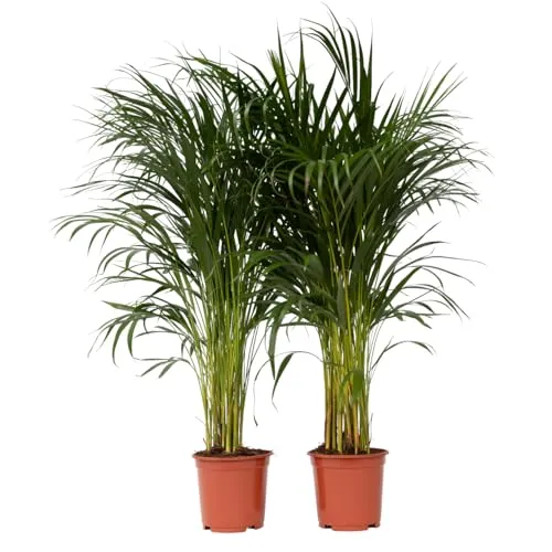Plant in a Box - Dypsis Lutescens - Areca Goldfruchtpalme 2er Set - Baumsamen & -pflanzen, luftreinigende Palme mit glänzenden Blättern und einer Höhe von 100-120 cm, ideal für ein gesundes Raumklima.