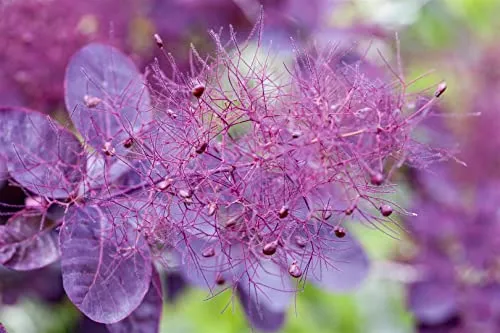 Cotinus coggygria 'Royal Purple' - Pflegeleichter Perückenstrauch - Dunkelviolette Blätter, die im Herbst leuchtend rot werden. Ideal für sonnige Standorte und moderne Gärten. Pflegeleicht, winterhart bis -20 °C und perfekt für Gartenanfänger.