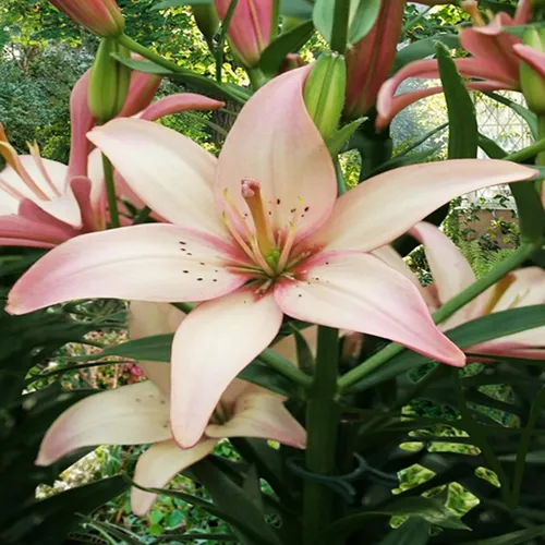 Lilie Blumenzwiebeln Zwiebeln Blumen Asiatische Lilie Easy Waltz 1 St.