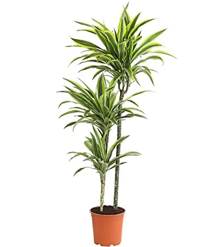 Dehner Drachenbaum Lemon Lime, dreitriebig 120-140 cm von DEHN