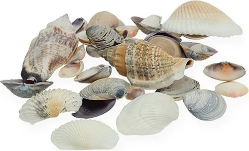 Maritime Deko-Muscheln für Tisch, Glasvase, Aquarium