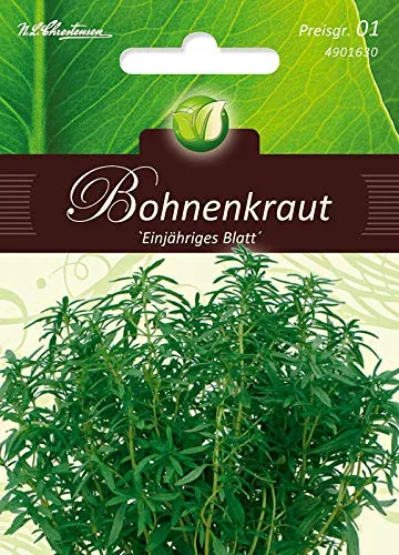 Bohnenkraut, einjähriges Blattkraut (Satureja hortensis) – aromatisches Küchen- und Heilkräut mit pfeffrigem Geschmack, ideal für Bohnen und Gemüse