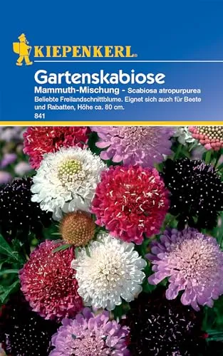 Produktbild Kiepenkerl Gartenskabiosensamen Mammuth-Mischung 841 – Beliebte Freilandschnittblume