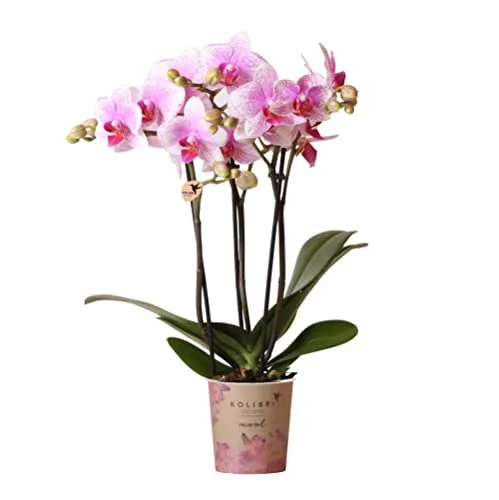 Kolibri Orchids | Rosa Phalaenopsis Orchidee