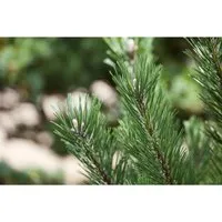 Pinus Mugo Gnom Bergkiefer Kompakt 15–20 cm