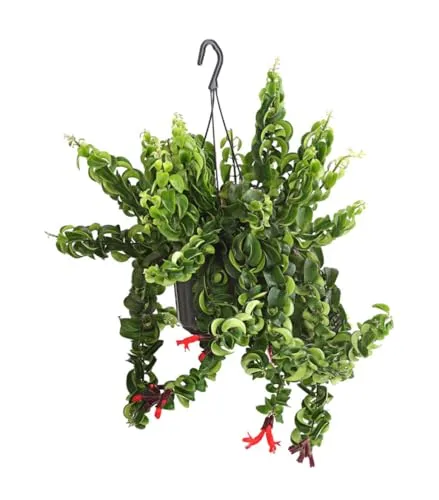 Dehner Schamblume Rasta, Aeschynanthus lobbianus, Ampelpflanze, gekräuselte Blätter, ca. 30-40 cm, Ø Topf 14 cm, Zimmerpflanze
