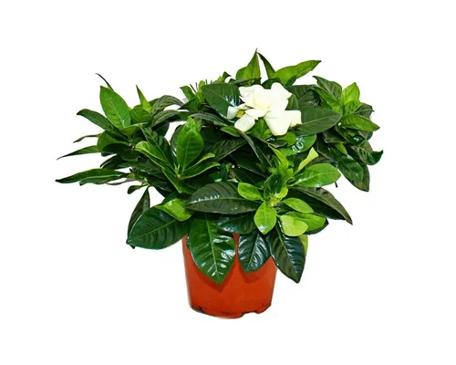 Exotenherz Zimmerpflanze Gardenie Duftende Blütenpflanze creme-weiß farbenen Blüten 12cm Topf