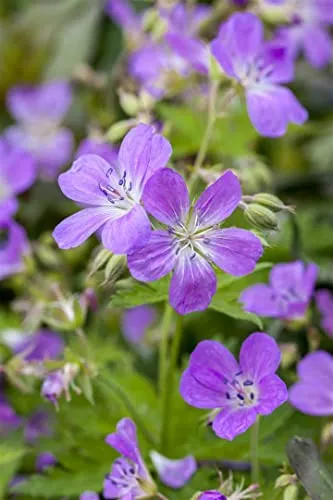 Geranium pratense 9x9 cm Topf – Winterhart, Mehrjährig, Pflegeleicht – Wiesen-Storchschnabel – Staude für Beet & Rabatte
