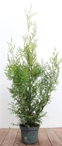 Thuja occidentalis 'Brabant' 80–100 cm – Winterhart, Immergrün, Pflegeleicht – Lebensbaum – Heckenpflanze für Garten & Sichtschutz