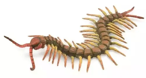 Centipede Collecta 4892900888859