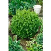 Buxus sempervirens 'Suffruticosa' ca. 13 cm Topf