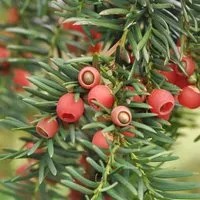 Produktbild Heimische Eibe Gewöhnliche Eibe 50-60cm