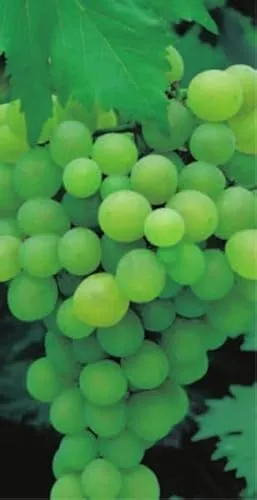 Vitis vinifera Lakemont von Baumschule