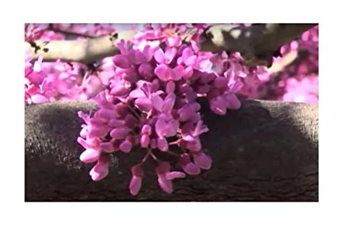 Stk - 10x Cercis chinensis Chinesischer Judasbaum Garten Pflanzen - Samen B878 - Seeds & Plants Shop by Ipsa