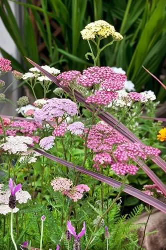 Produktbild Achillea millefolium 'Summer Pastels' 9x9 cm Topf – Winterhart, Mehrjährig, Pflegeleicht – Schafgarbe – Beetstaude für Garten & Rabatte
