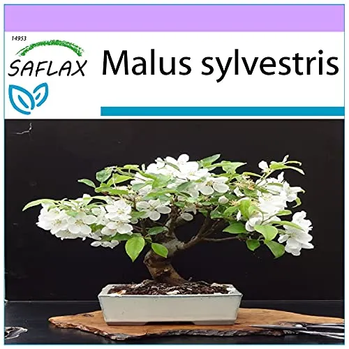 SAFLAX - Bonsai - Europäischer Wildapfel - 30 Samen - Malus sylvestris