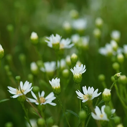 Blumixx Stauden Aster ptarmicoides – Hochland-Aster für Präriegärten, winterhart & bienenfreundlich, weiß blühend, mehrjährig & pflegeleicht, ideal für sonnige Beete