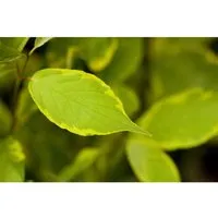 Cornus alba Spaethii - Weißer Hartriegel - Pflanzensamen, ideal für sonnige bis halbschattige Standorte, blüht von Mai bis Juni mit schönen weißen Blüten und ist buschig wachsend.