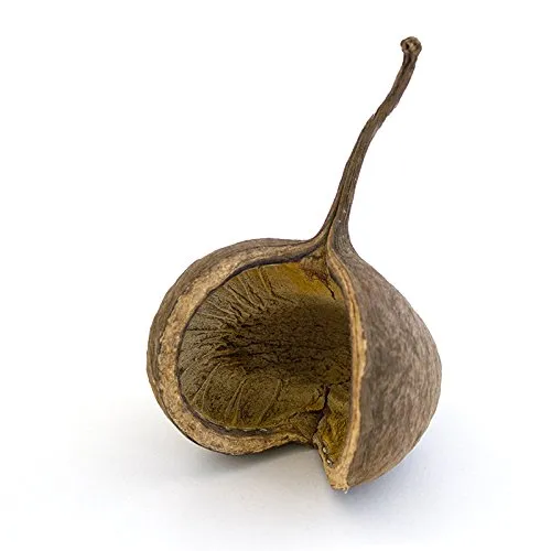 Buddanut von Terra-Discount