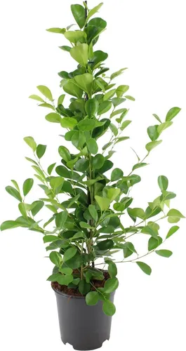 Produktbild Meergroothandel Ficus Microcarpa Moclame - 95 cm, Ø 21 cm