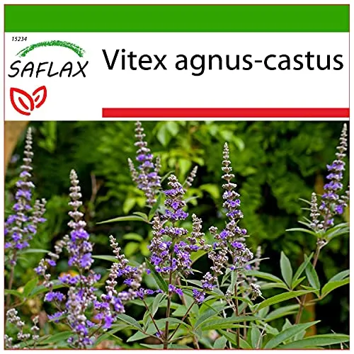 SAFLAX - Heilpflanzen - Mönchspfeffer - 30 Samen - Mit keimfreiem Anzuchtsubstrat - Vitex agnus-castus