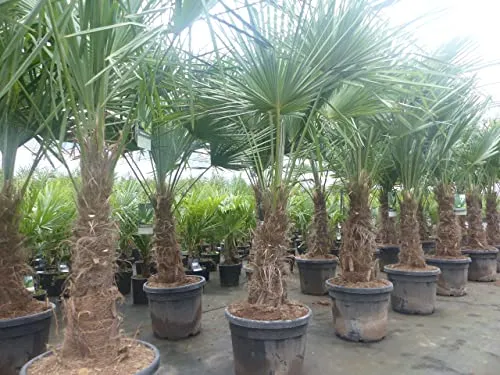 Stück im Palmenset Trachycarpus fortunei von JH Grünwaren