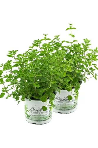 2er Set Oregano, frische Küchenkräuter Pflanze