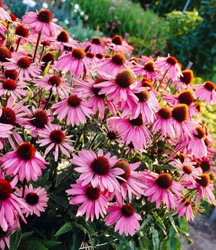 BALDUR Garten Staude Echinacea purpurea, 9 St., dekorative Staude mit langer Blütezeit - Echinacea purpurea ist eine beliebte, bienenfreundliche Staude, die im Garten und auf dem Balkon mit anderen Pflanzen kombiniert werden kann. Ihre leuchtenden Blüten ziehen Schmetterlinge an und sorgen für einen farbenfrohen Blickfang von Juli bis September.