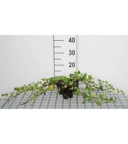 Hedera helix Shamrock - Efeu Shamrock - Topf 9 cm x 9 cm 12 x
