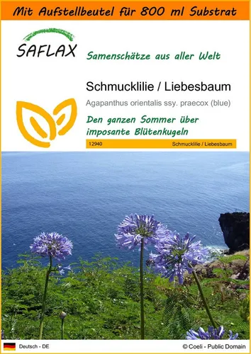 SAFLAX Blumensamen SAFLAX - Garden in the bag - Schmucklilie / Liebesbaum