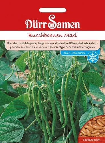 Dürr-Samen - Buschbohnen Maxi Saatgut