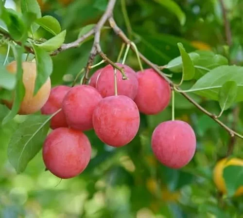 Kirschpflaume Prunus cerasifera, 100cm im Topf