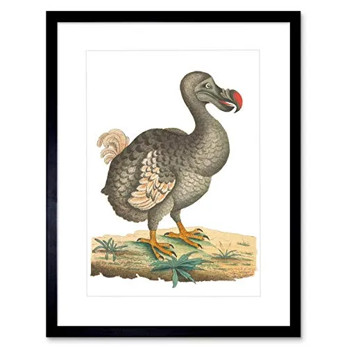 Bird Dodo Vintage Illustration Art Print Framed Poster Wall Decor 9x7 inch Vogel Jahrgang Wand Deko