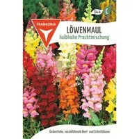 FRANKONIA Löwenmaul Halbhohe Prachtmischung