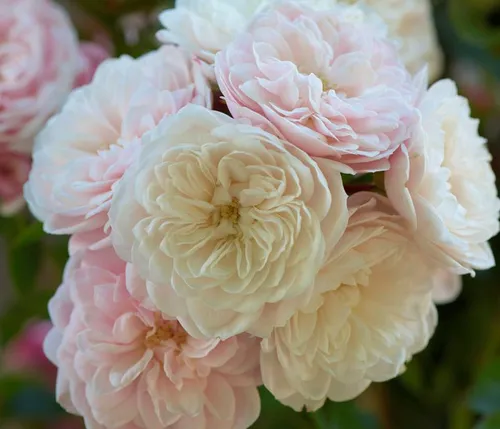 Dehner Zwerg-Kletterrose Starlet® Alina® - Zartrosa Blüten für Balkon und Terrasse - Verleihen Sie Ihrem Außenbereich mit der Zwerg-Kletterrose Starlet® Alina® einen Hauch von Romantik! Sie begeistert mit gefüllten, zartrosa Blüten und ist ideal für Kübel oder Beete. Robuste Sorte für blühende Freude von Juni bis November.