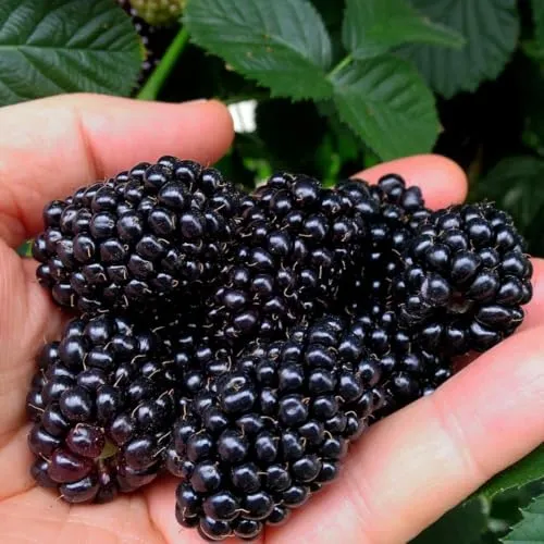 Dornenlose Brombeere Black Butte 2L in schwarz von Baumschule Wedrowski