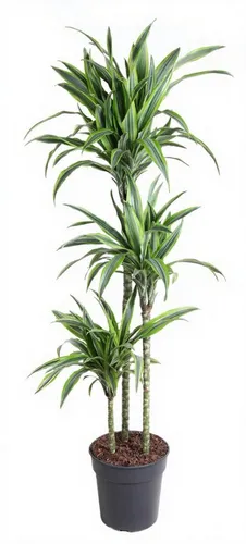 Pflanzen für Dich Dracaena Lemon Lime Zimmerpflanze, 1 St.