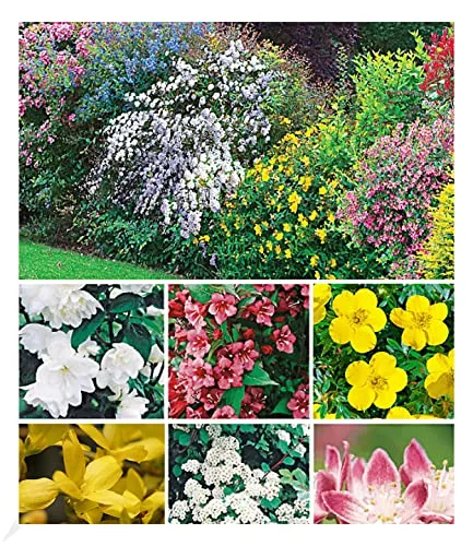 BALDUR Garten Hecken-Kollektion – 11 winterharte Pflanzen - Samen & Pflanzen von Hecken & Sträuchern, pflegeleicht und blühend, ideal für sonnige bis halbschattige Standorte, bringt Farbe in Ihren Garten!