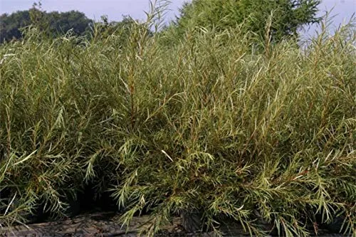 Rosmarinweide - Lavendelweide - Salix rosmarinifolia - 60-100cm