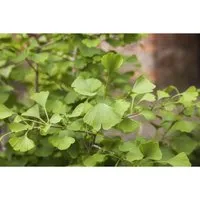 Ginkgo biloba 'Tit'