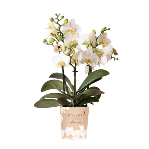 Kolibri Orchids Weiße Schmetterlings-Orchidee - Lausanne, Blühende Zimmerpflanze - Blumen & Stauden: Weiße Phalaenopsis-Orchidee mit 3 kräftigen Zweigen, ideal für jedes Interieur und pflegeleicht.