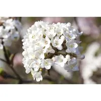 Viburnum carlesii 'Aurora' - Duft-Schneeball mit rosa-weißen Blüten - Duft-Schneeball, bienenfreundlich und ideal für Hecken und Rabatten. Blütezeit April-Mai, winterhart bis -20 °C, perfekt für Gartenanfänger.