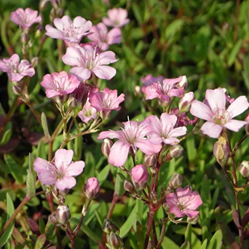 Blumixx Stauden Gypsophila repens 'Rosea' - Polster-Schleierkraut