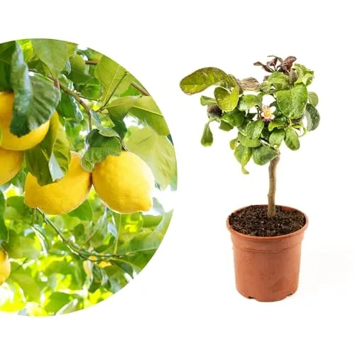 Meine Orangerie Mini-Zitruspflanze im Ø15 cm Topf – Calamondin, Kumquat, Chinotto, Zitrone u.v.m. – Höhe inkl. Topf ca. 40–50 cm – Mediterranes Flair für Balkon & Wohnung (Zitrone)