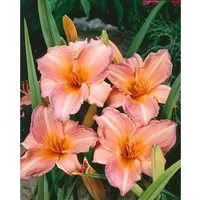 Hemerocallis X Cult. Pink Damask Taglilie Ca. 11x11 cm Topf