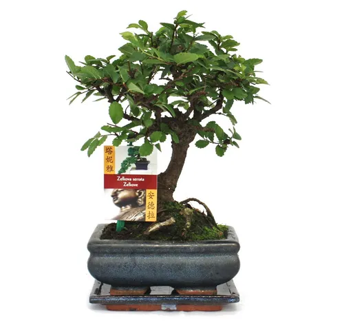 Exotenherz - Bonsai Chinesische Ulme Ulmus parviflora