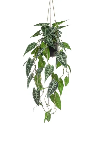 Künstliche Alocasia Sanderiana Blumenampel von XEZOR - Hochwertige künstliche Zimmerpflanze in 80 cm Höhe, perfekt für stilvolle Innenräume. Pflegeleicht und langlebig, ideal zur dekorativen Verschönerung ohne Aufwand.